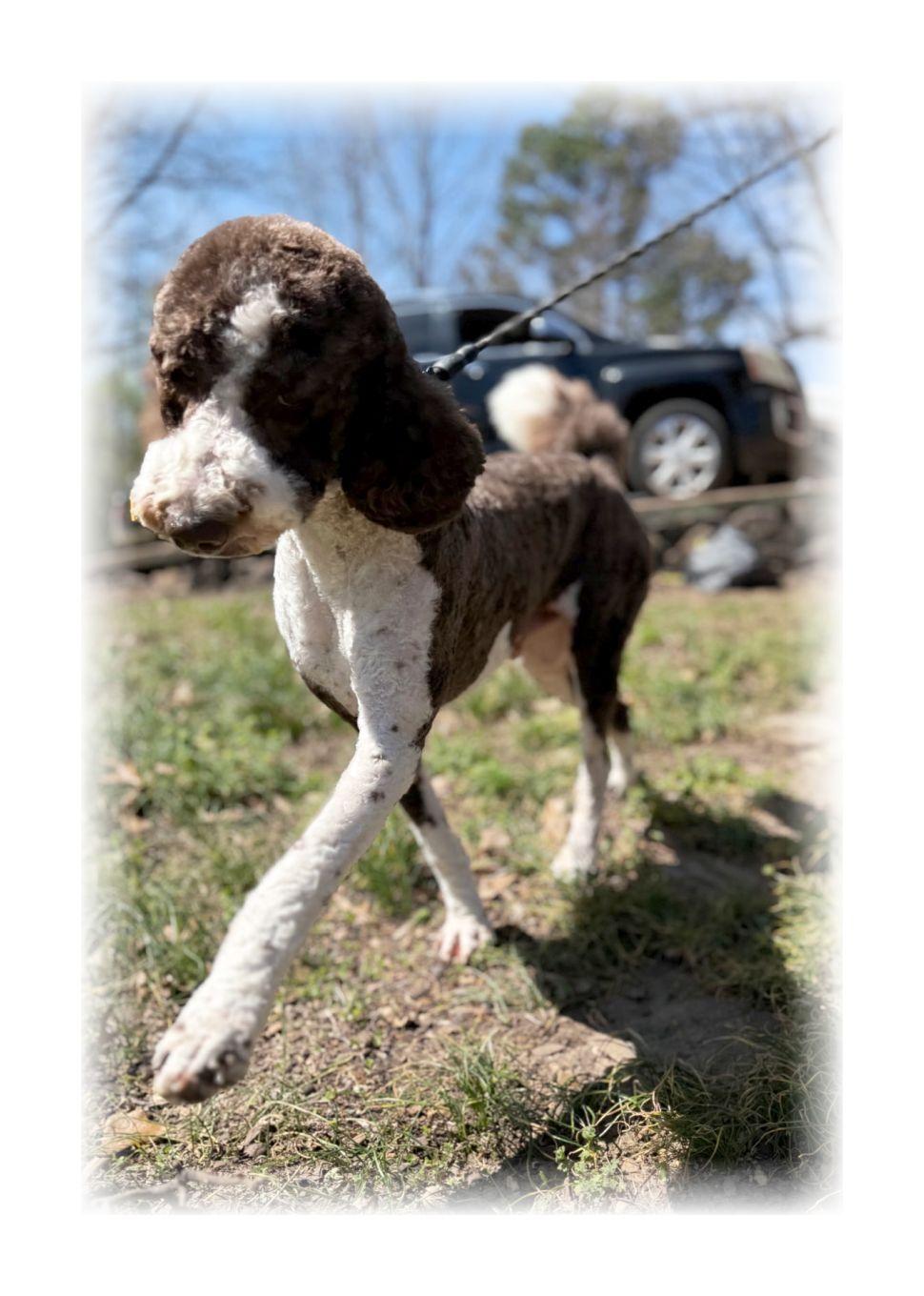 Jerry, a ADOPTABLE Labradoodle in Melbourne, AR image 2/4