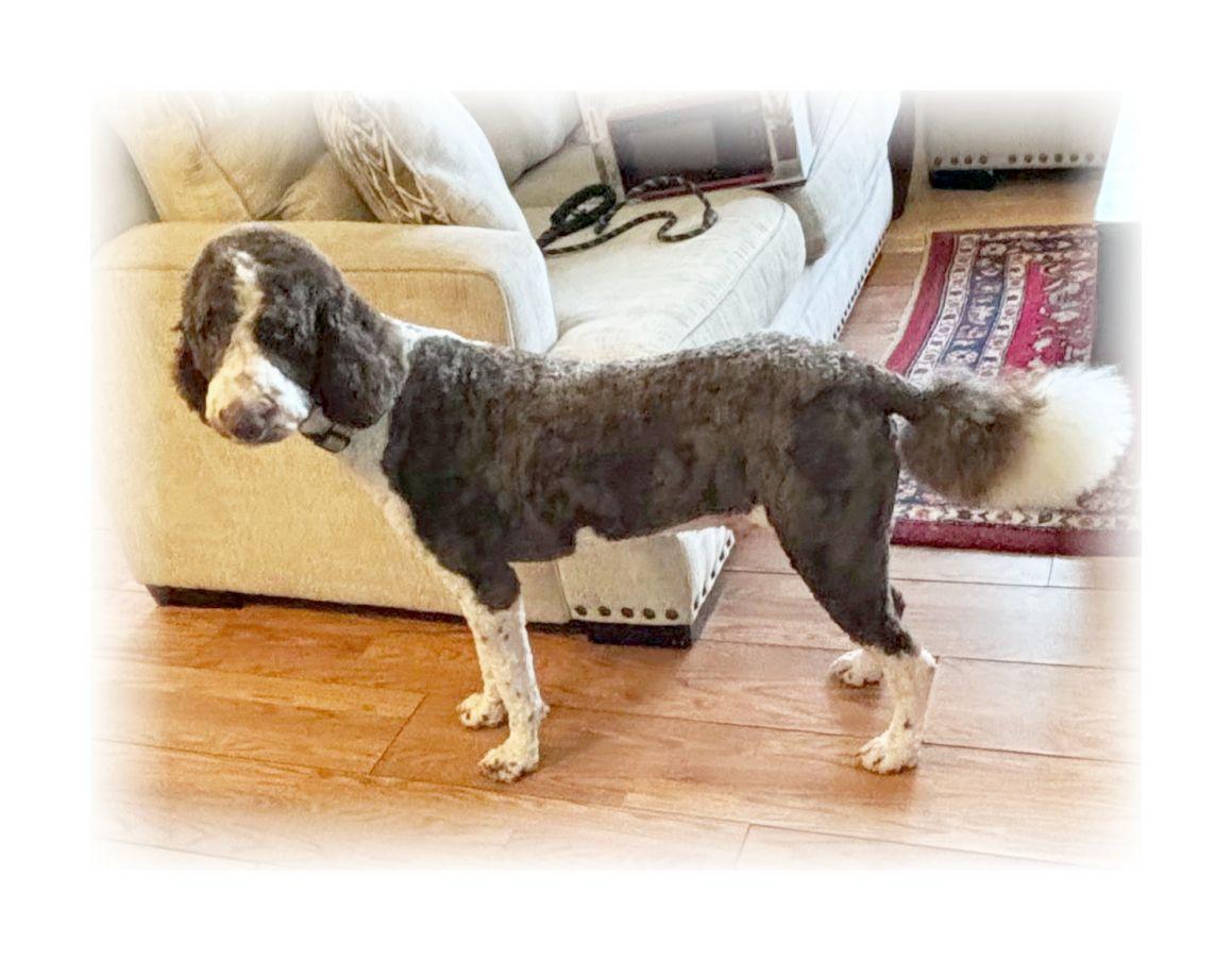 Jerry, a ADOPTABLE Labradoodle in Melbourne, AR image 3/4