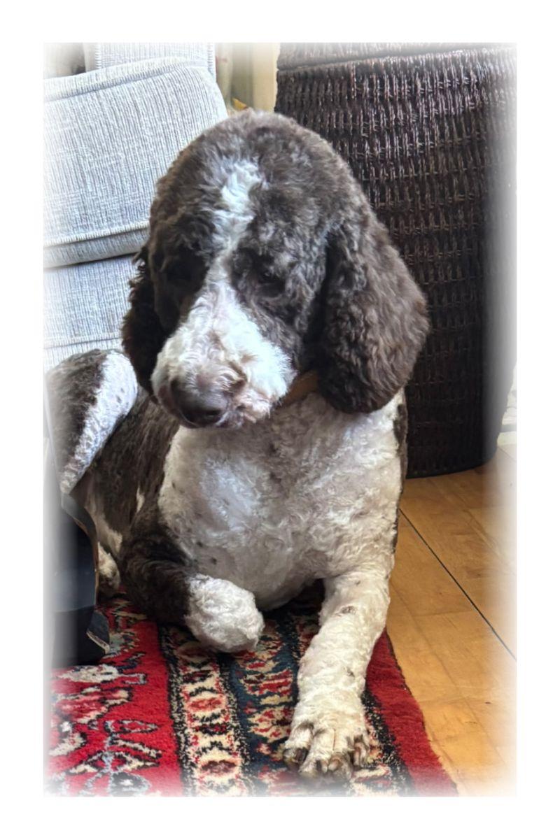 Jerry, ADOPTABLE, Adult Male Labradoodle.