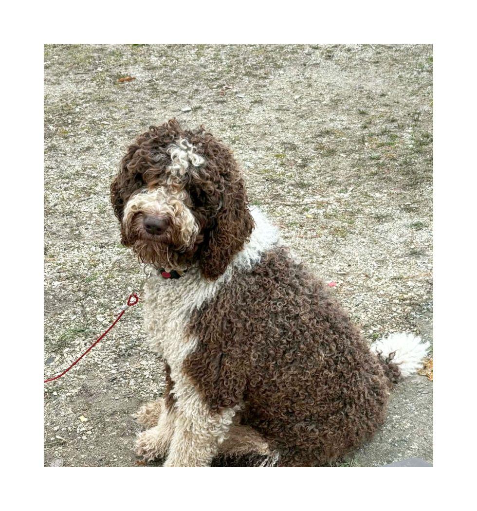 Jerry, a ADOPTABLE Labradoodle in Melbourne, AR image 4/4
