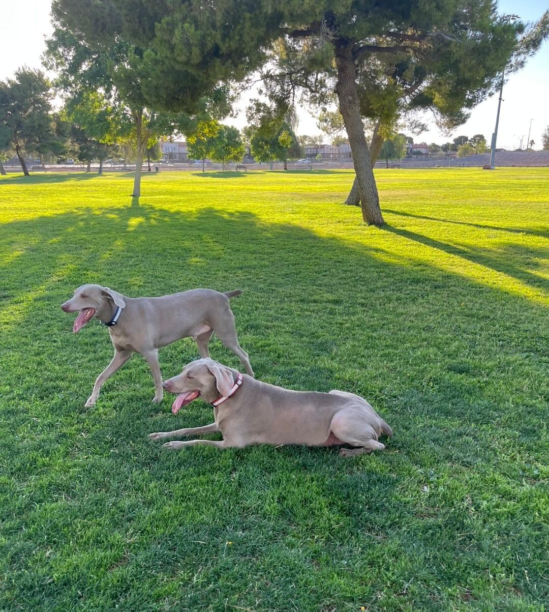 Enlarge Darby and Dexter, a Adoptable Weimaraner in Las Vegas, NV image 5/6