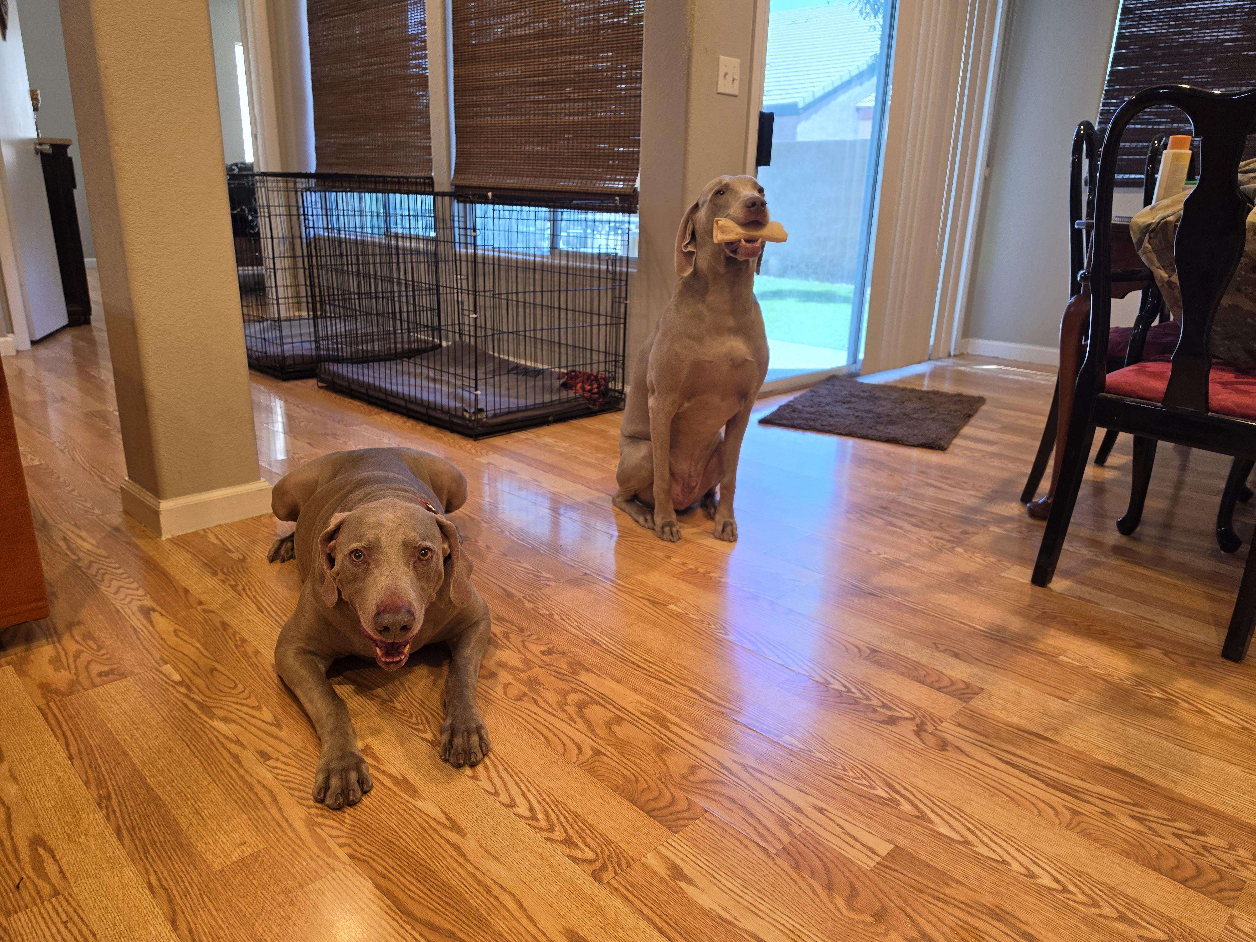 Enlarge Darby and Dexter, a Adoptable Weimaraner in Las Vegas, NV image 6/6