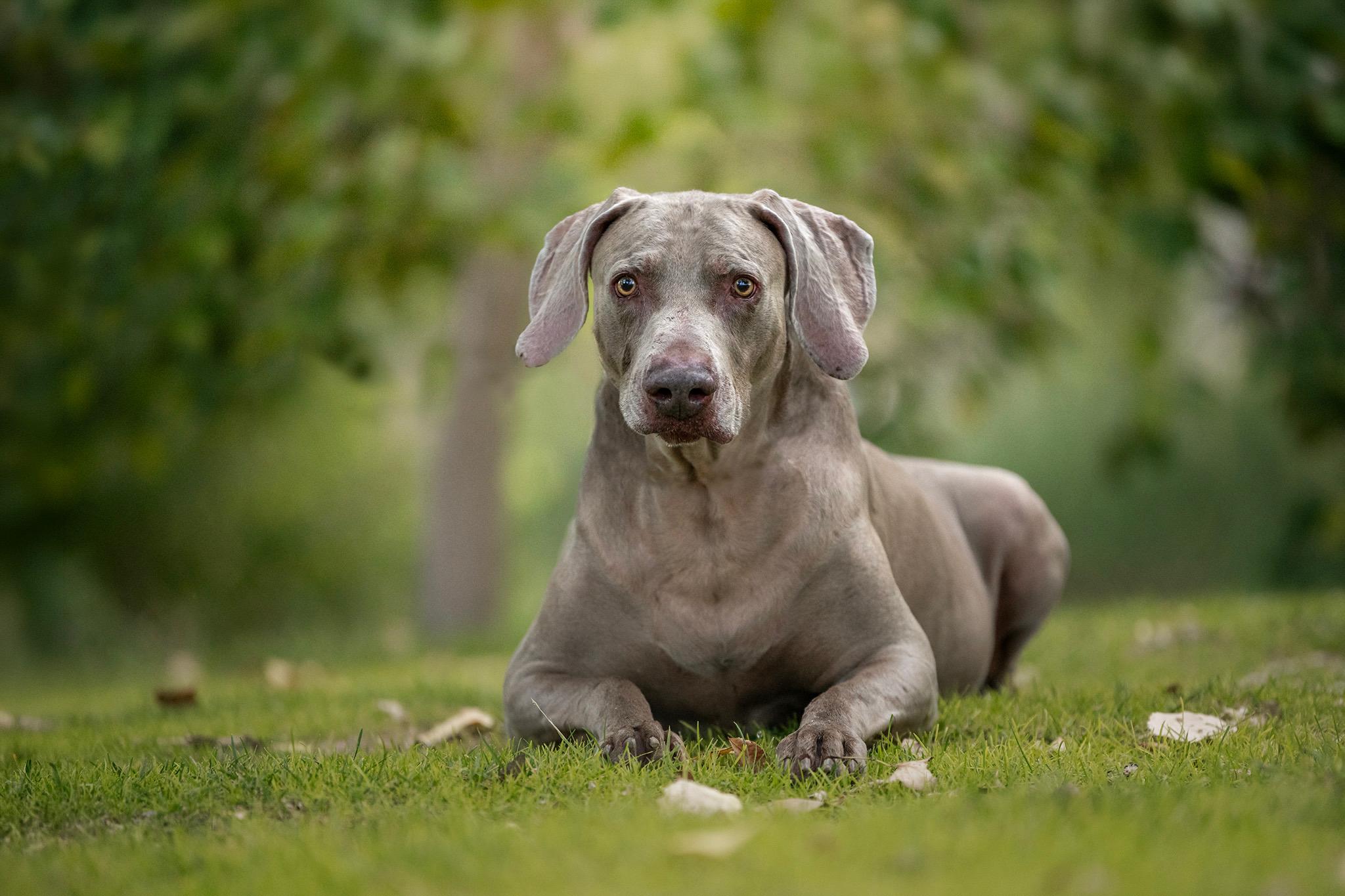 Enlarge Darby and Dexter, a Adoptable Weimaraner in Las Vegas, NV image 4/6