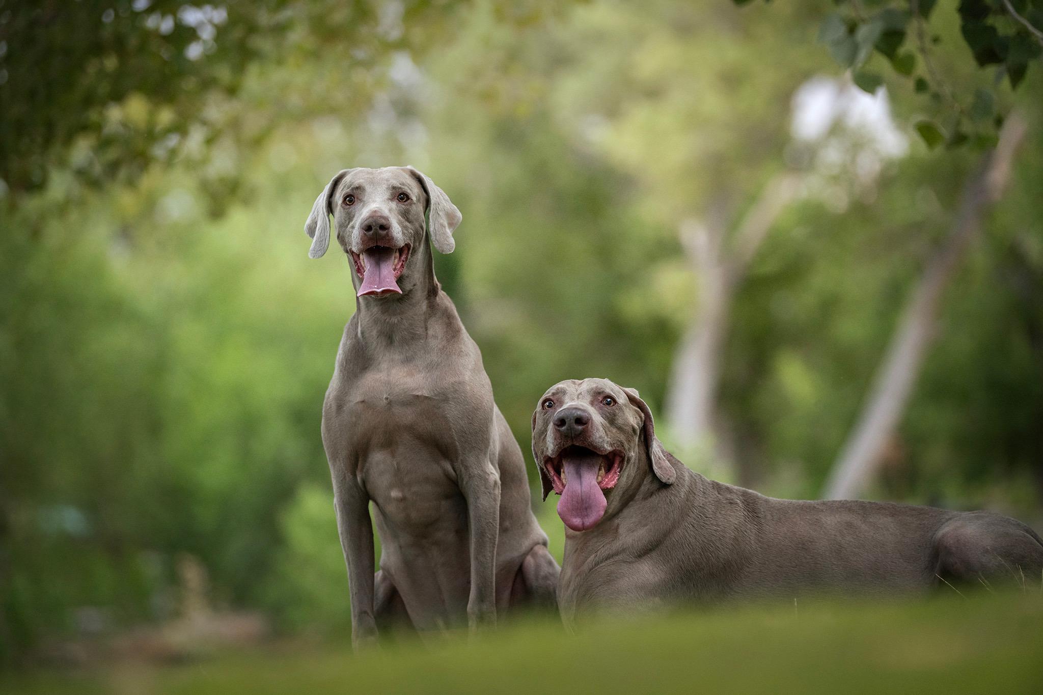 Darby and Dexter, Adoptable, Senior Male Weimaraner.