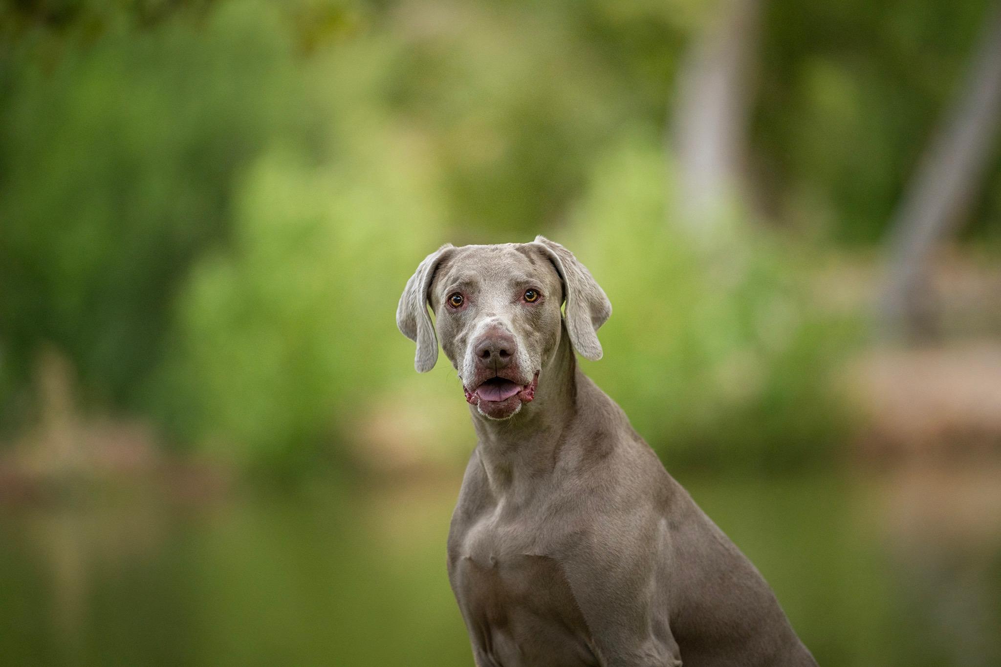 Enlarge Darby and Dexter, a Adoptable Weimaraner in Las Vegas, NV image 3/6