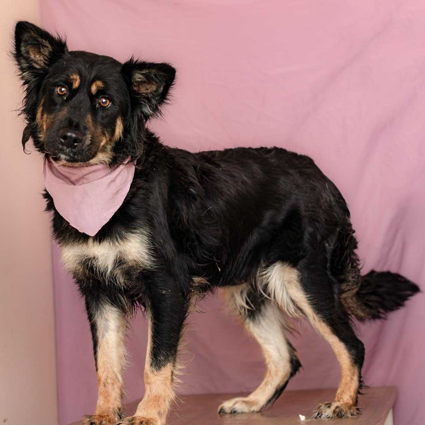 Ahri, Adoptable, Young Female German Shepherd Dog & Border Collie.