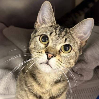 Enlarge Erin, a ADOPTABLE Domestic Short Hair in North Myrtle Beach, SC image 3/3