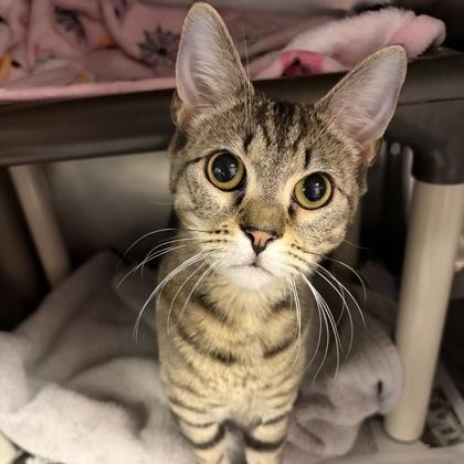 Enlarge Erin, a ADOPTABLE Domestic Short Hair in North Myrtle Beach, SC image 2/3