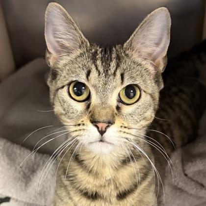 Enlarge Erin, a ADOPTABLE Domestic Short Hair in North Myrtle Beach, SC image 1/3