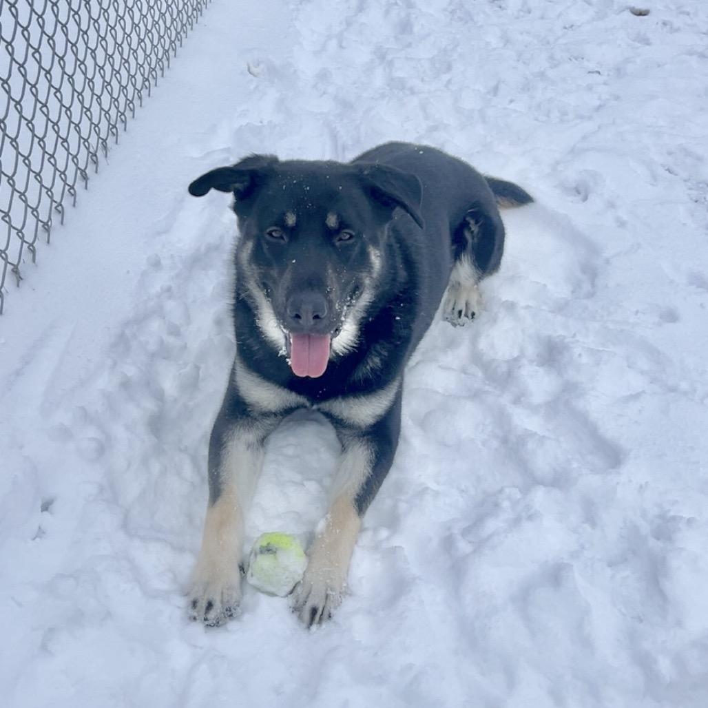 Enlarge Bear, a ADOPTABLE mixed breed in Crookston, MN image 4/4