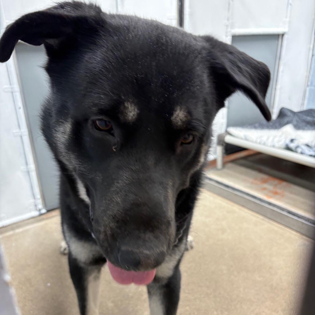 Bear, ADOPTABLE, Adult Male Husky & Shepherd.