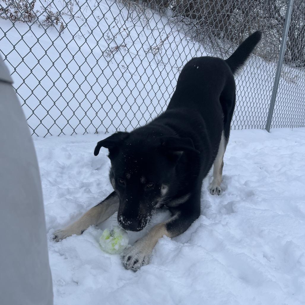Enlarge Bear, a ADOPTABLE mixed breed in Crookston, MN image 3/4
