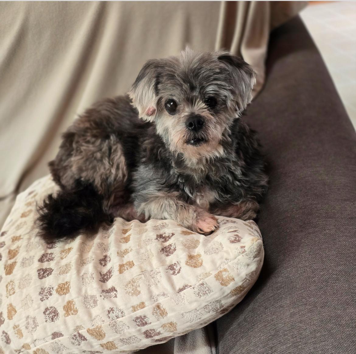 Norma Jean, Adult Female unknown