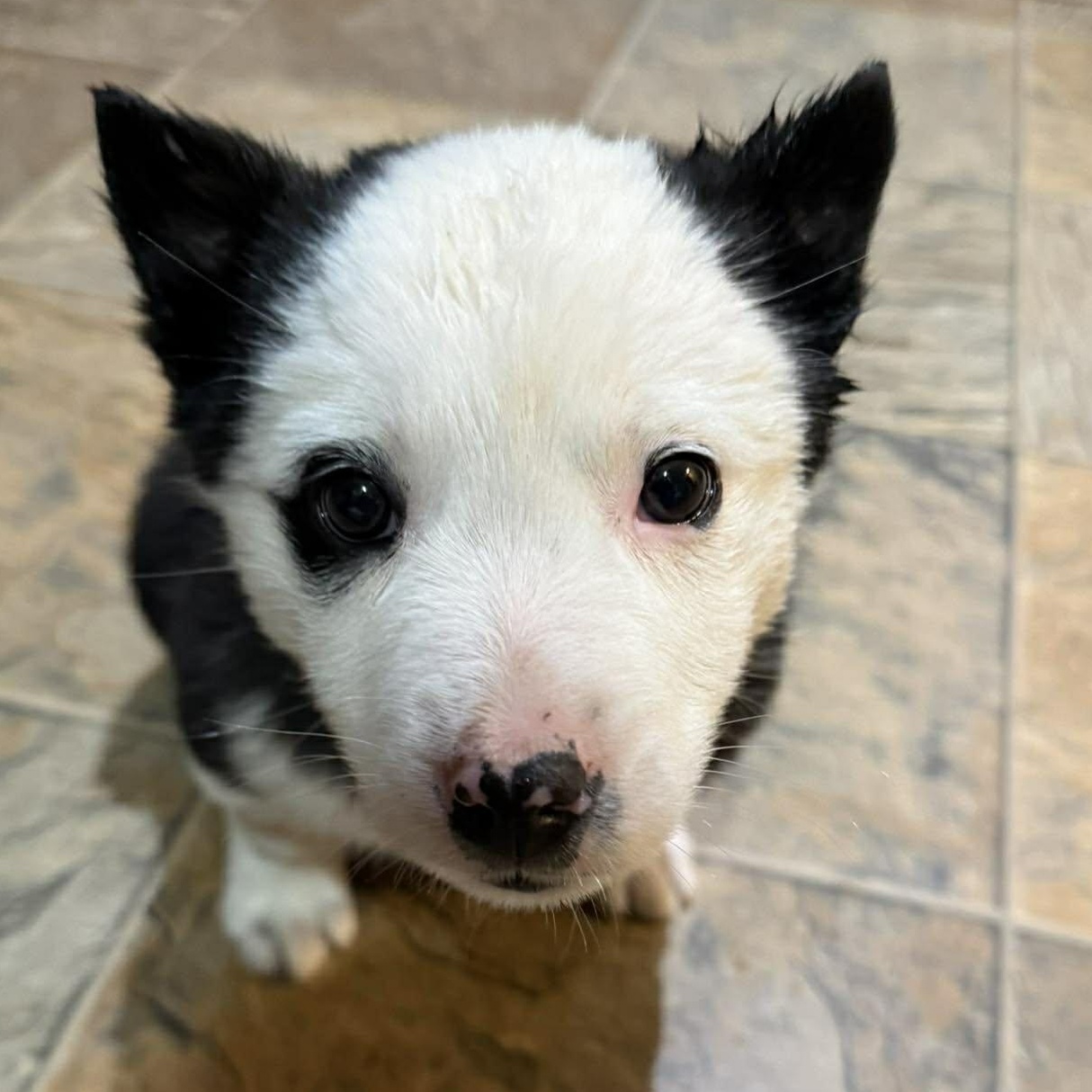Po, Adoptable, Young Male Australian Shepherd.