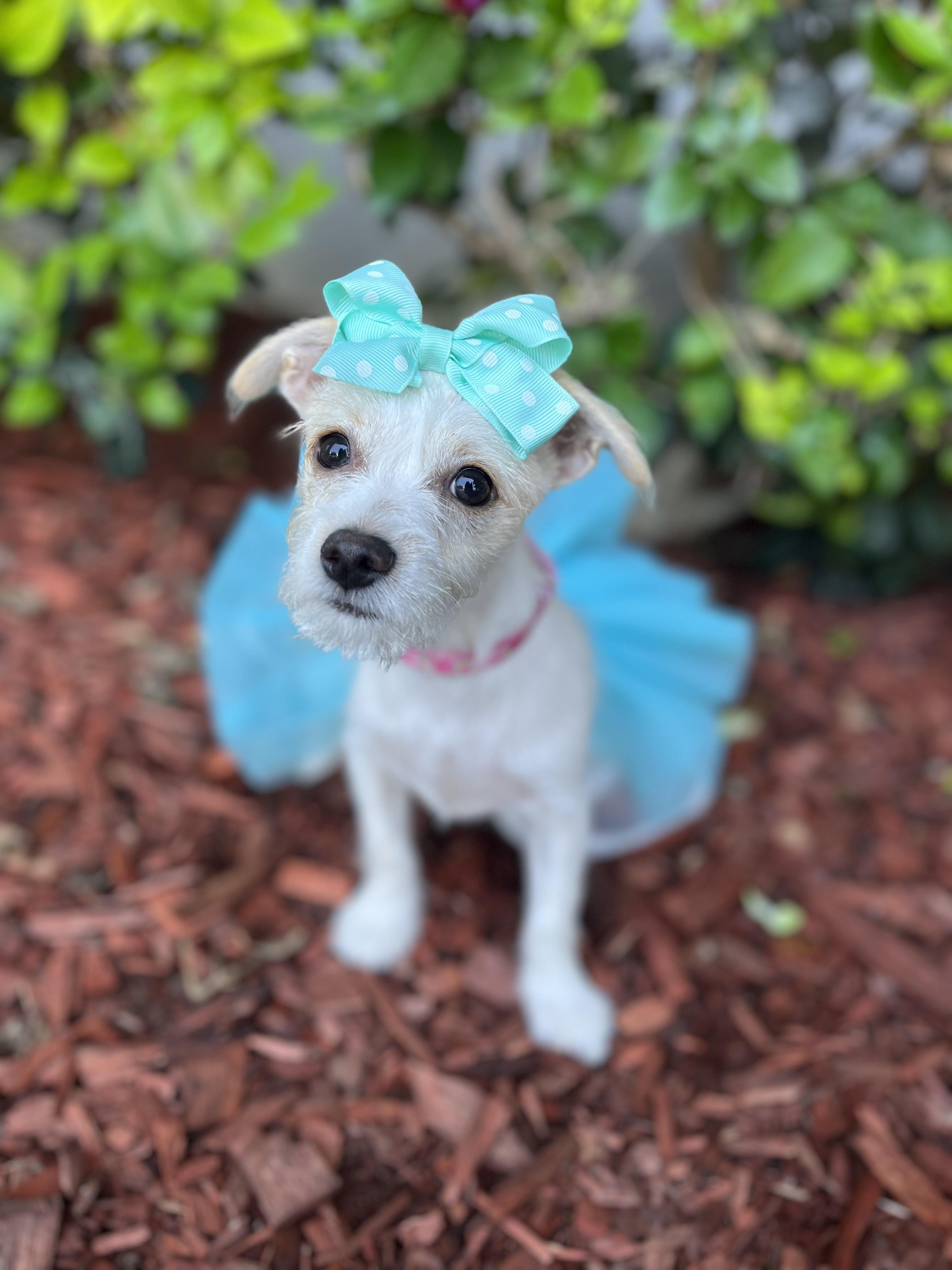 Enlarge Sienna, an adopted Border Terrier in South El Monte, CA image 1/4