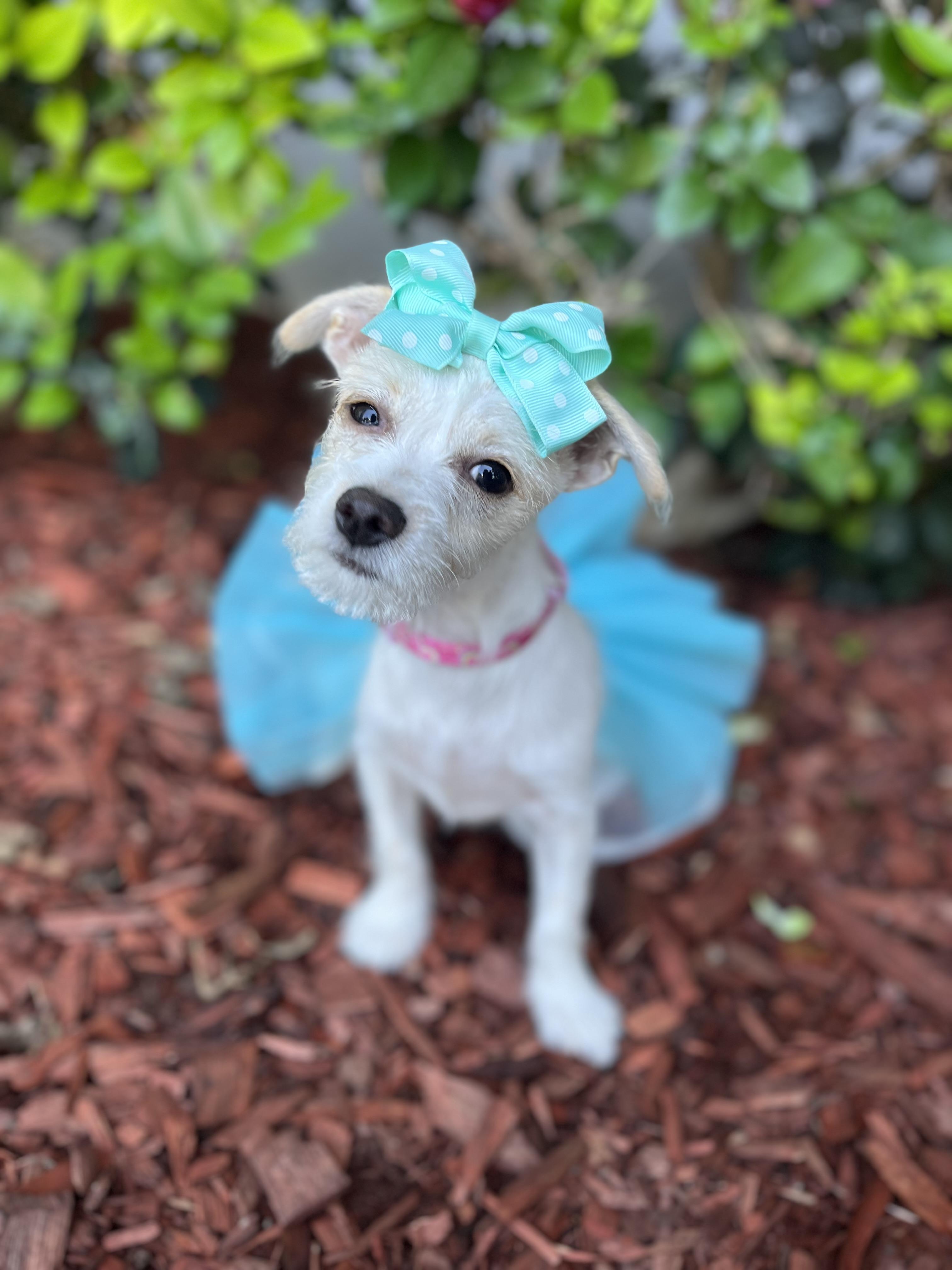 Enlarge Sienna, an adopted Border Terrier in South El Monte, CA image 2/4