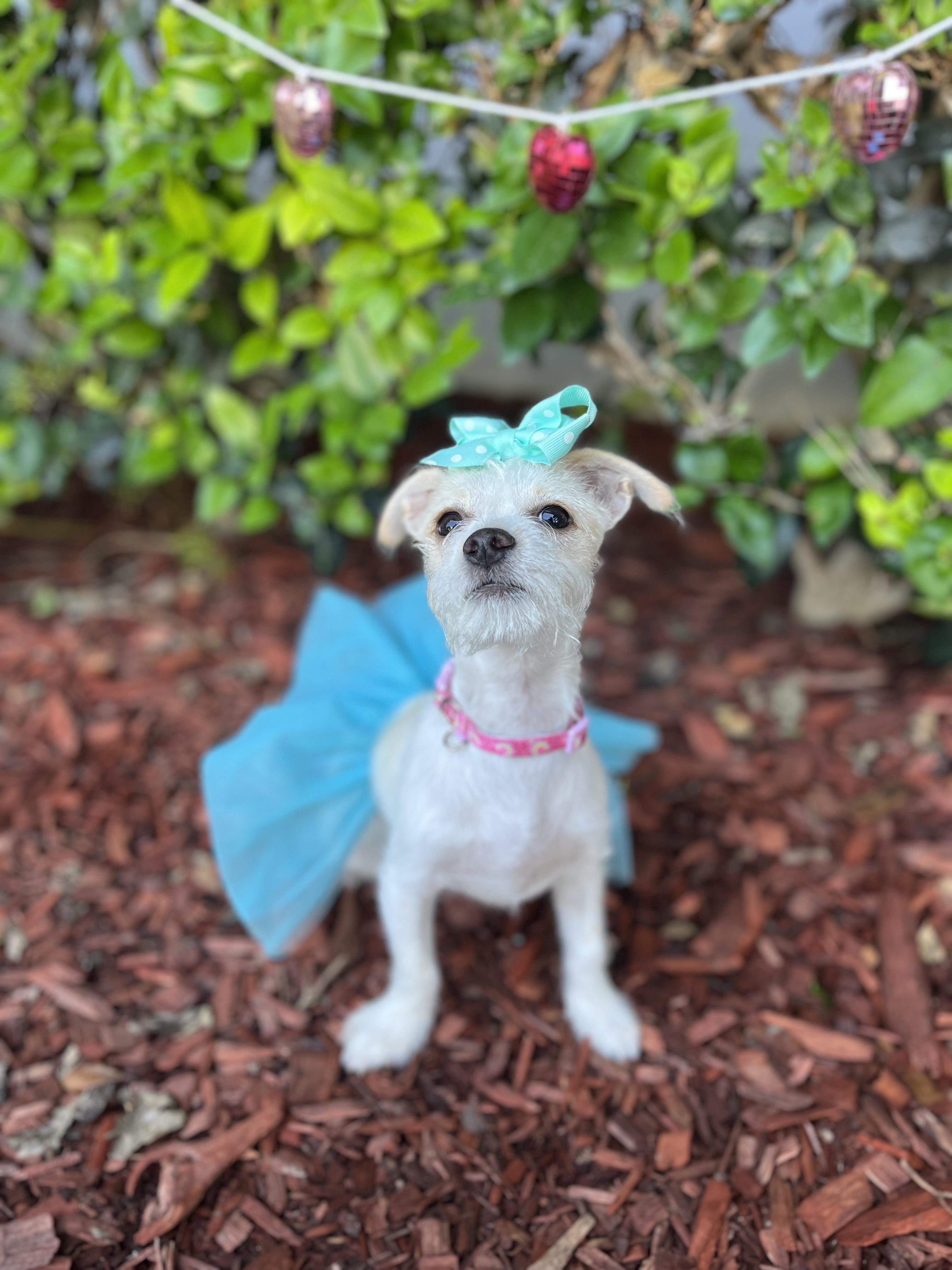 Enlarge Sienna, an adopted Border Terrier in South El Monte, CA image 4/4