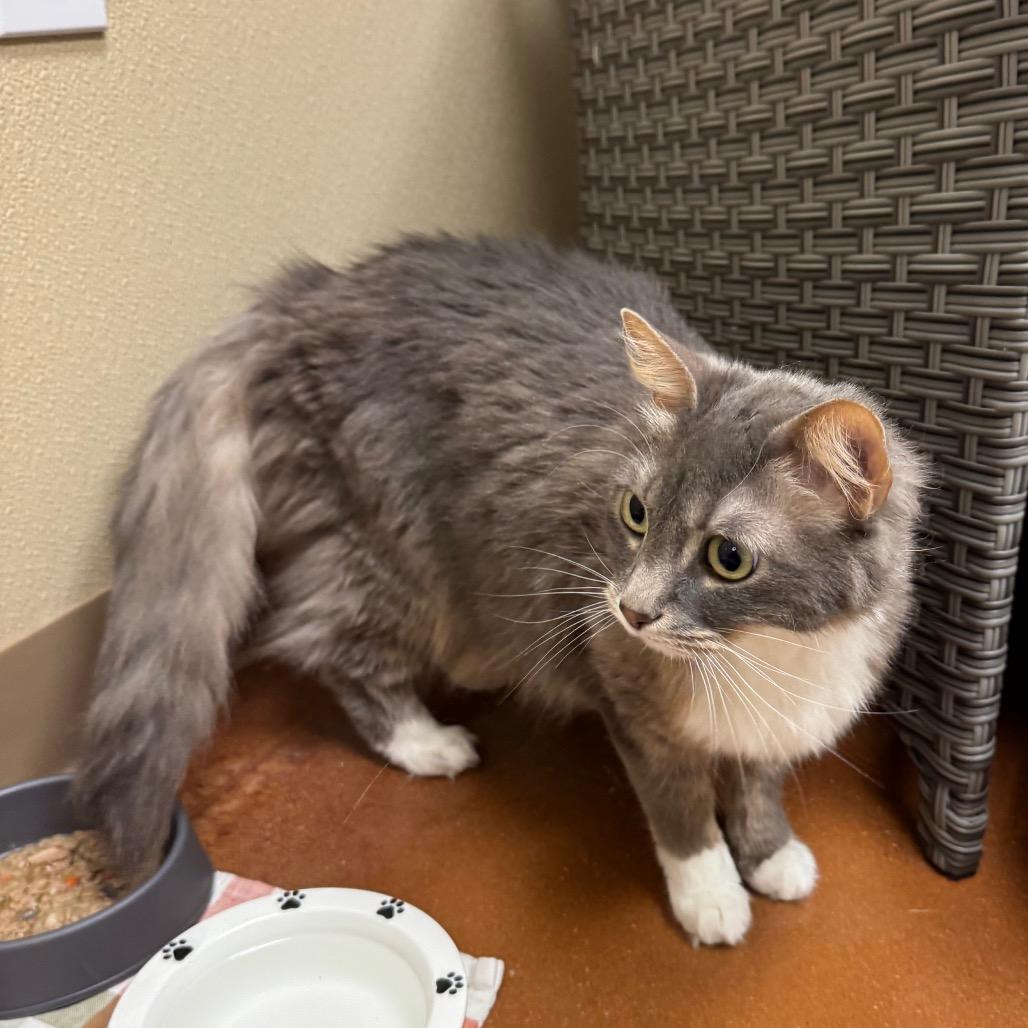Indi, Adoptable, Adult Female Domestic Long Hair.