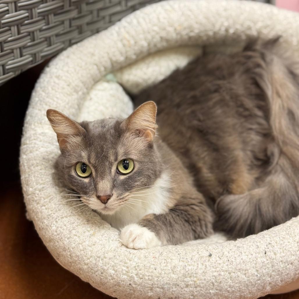 Enlarge Indi, a Adoptable Domestic Long Hair in Santa Barbara, CA image 2/6