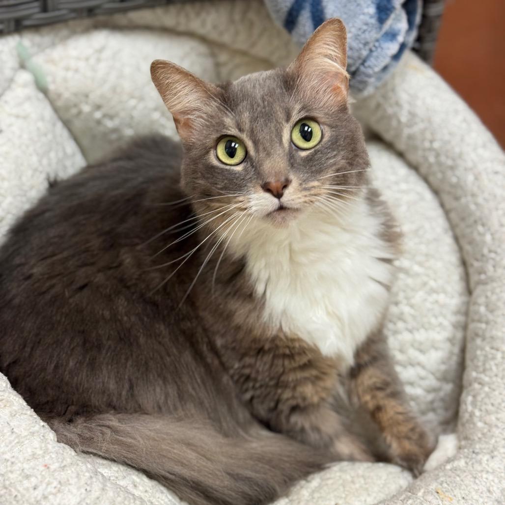 Enlarge Indi, a Adoptable Domestic Long Hair in Santa Barbara, CA image 4/6