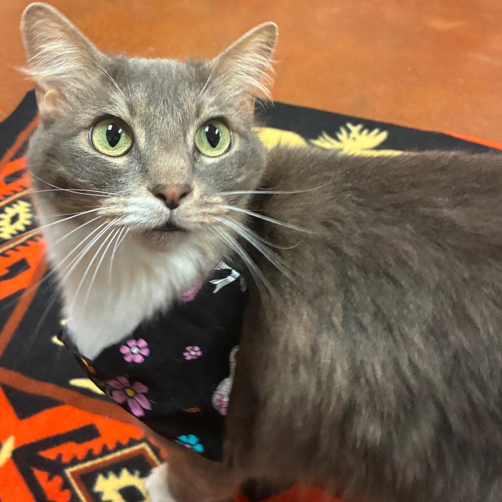 Enlarge Indi, a Adoptable Domestic Long Hair in Santa Barbara, CA image 5/6