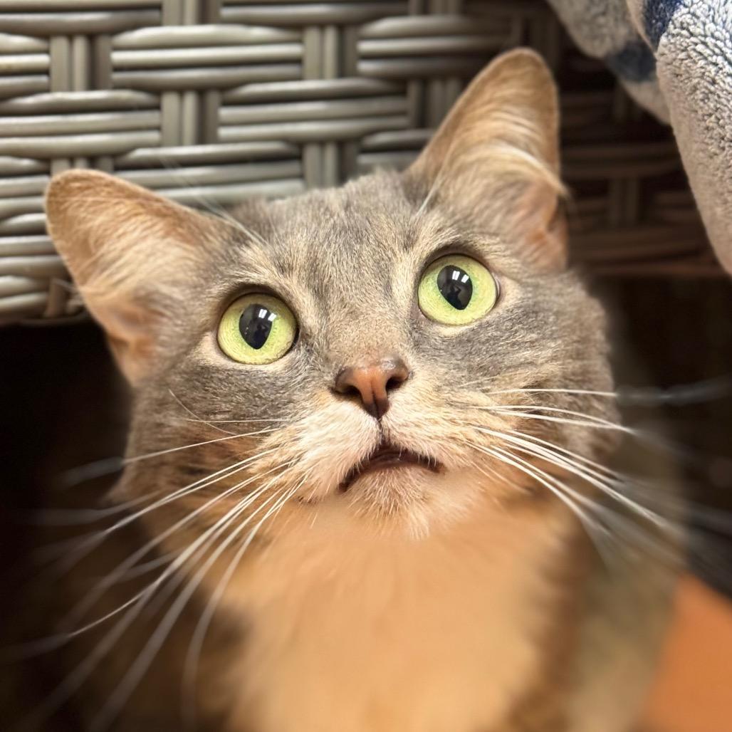 Enlarge Indi, a Adoptable Domestic Long Hair in Santa Barbara, CA image 6/6