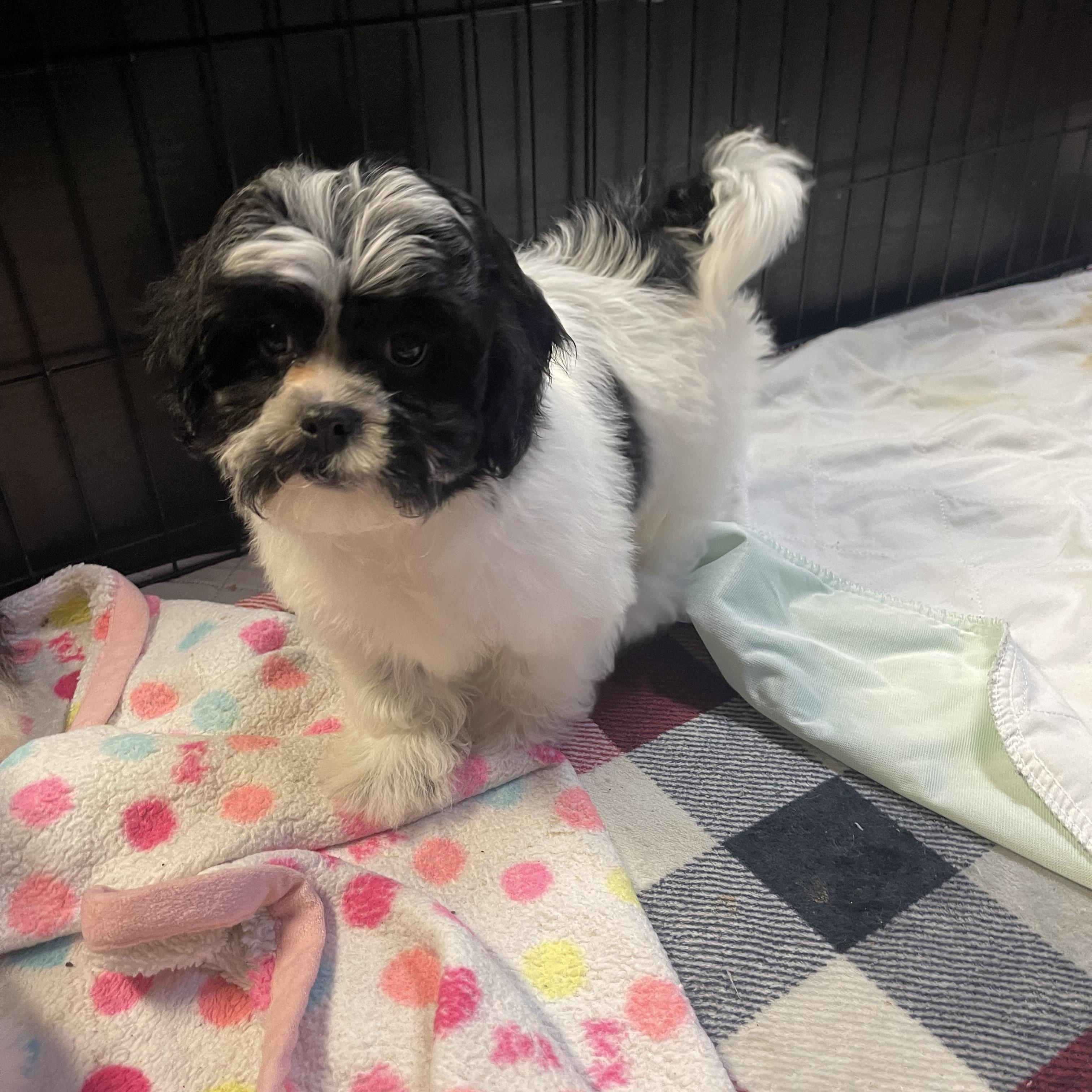 Milo, Adopted, Puppy Male Shih poo & Shih Tzu.