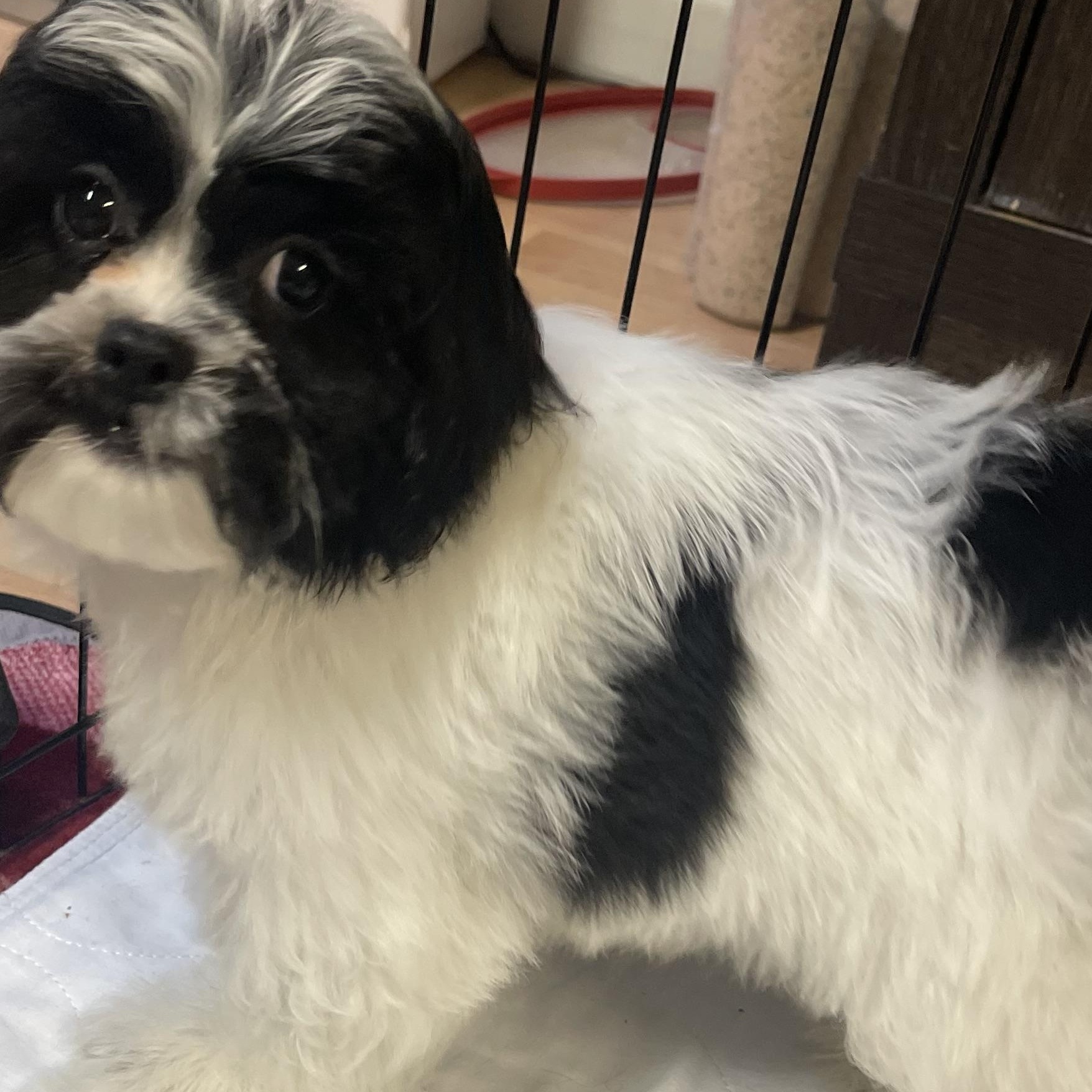 Milo, a Adopted mixed breed in Staten Island , NY image 2/5