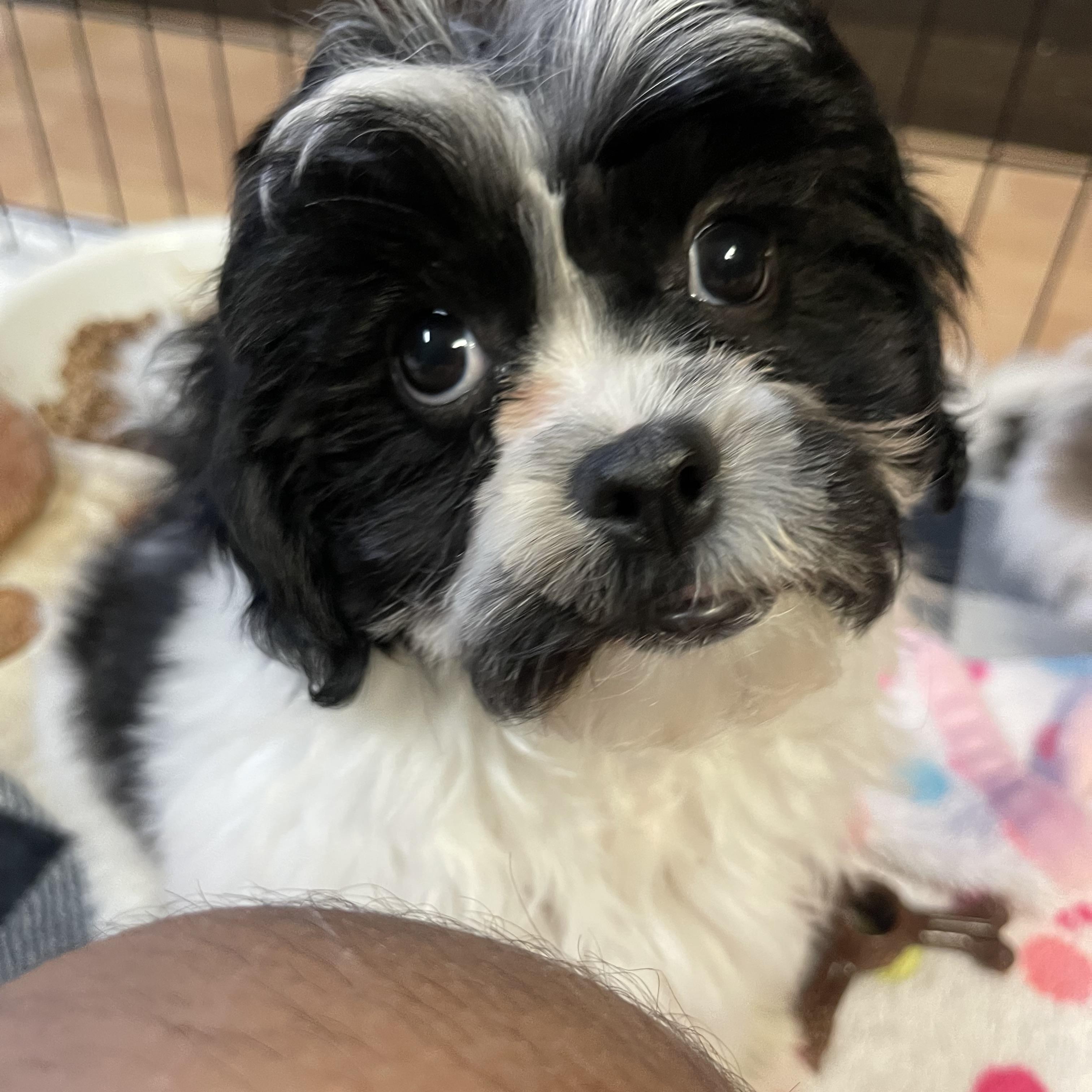 Milo, a Adopted mixed breed in Staten Island , NY image 3/5