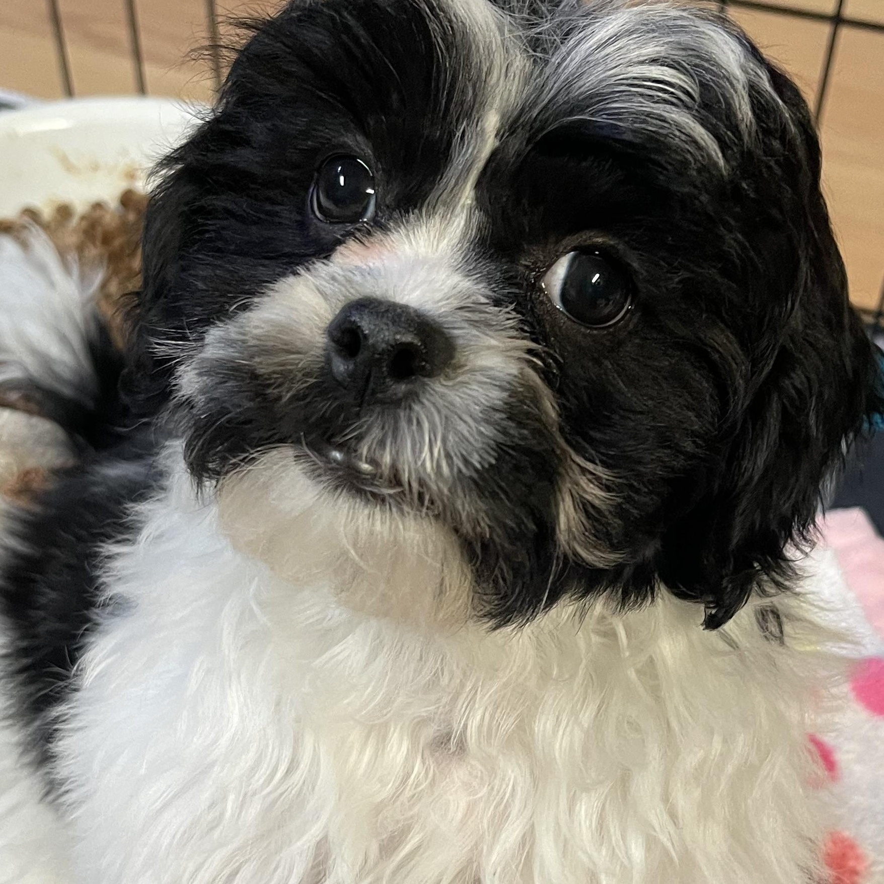 Milo, a Adopted mixed breed in Staten Island , NY image 4/5