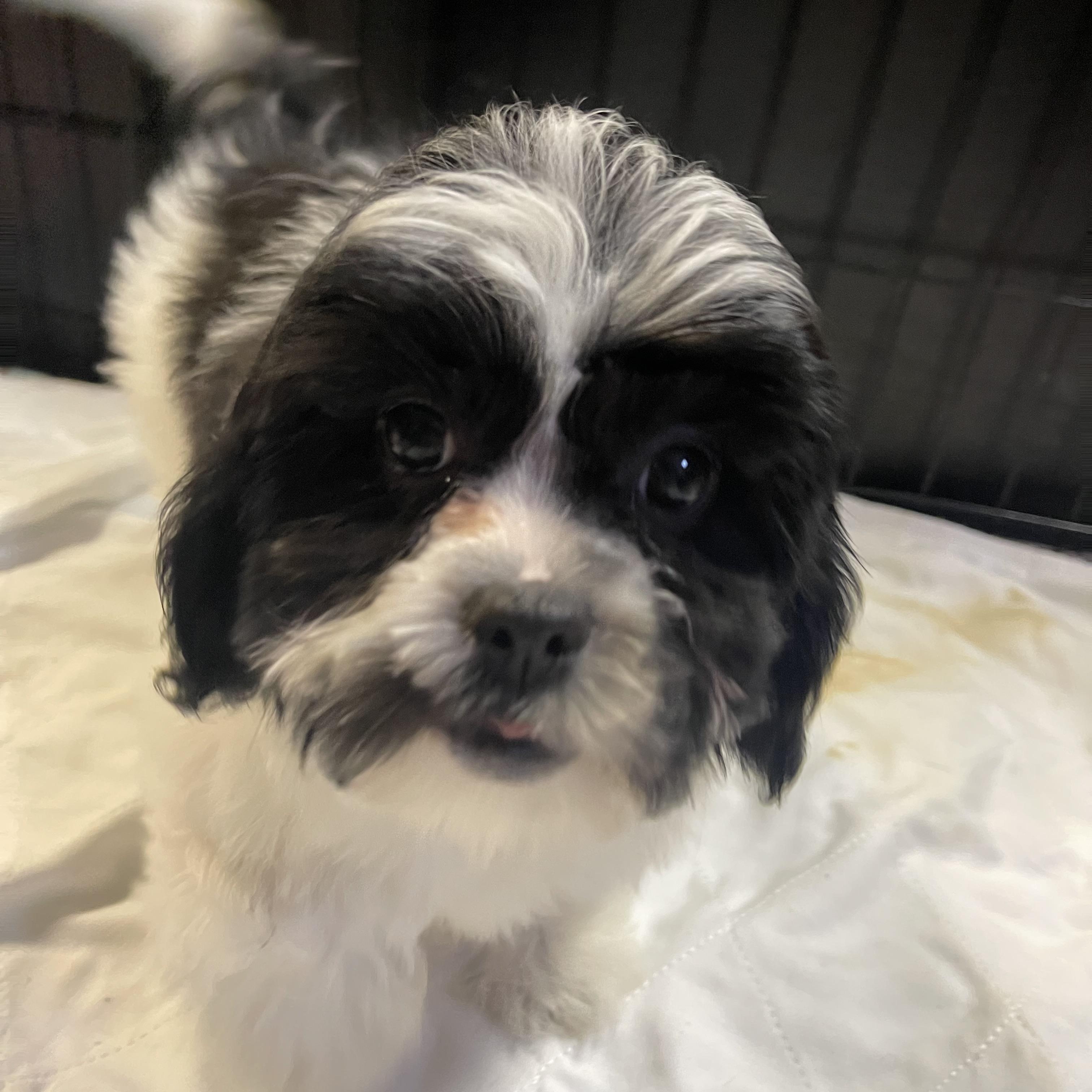 Milo, a Adopted mixed breed in Staten Island , NY image 5/5