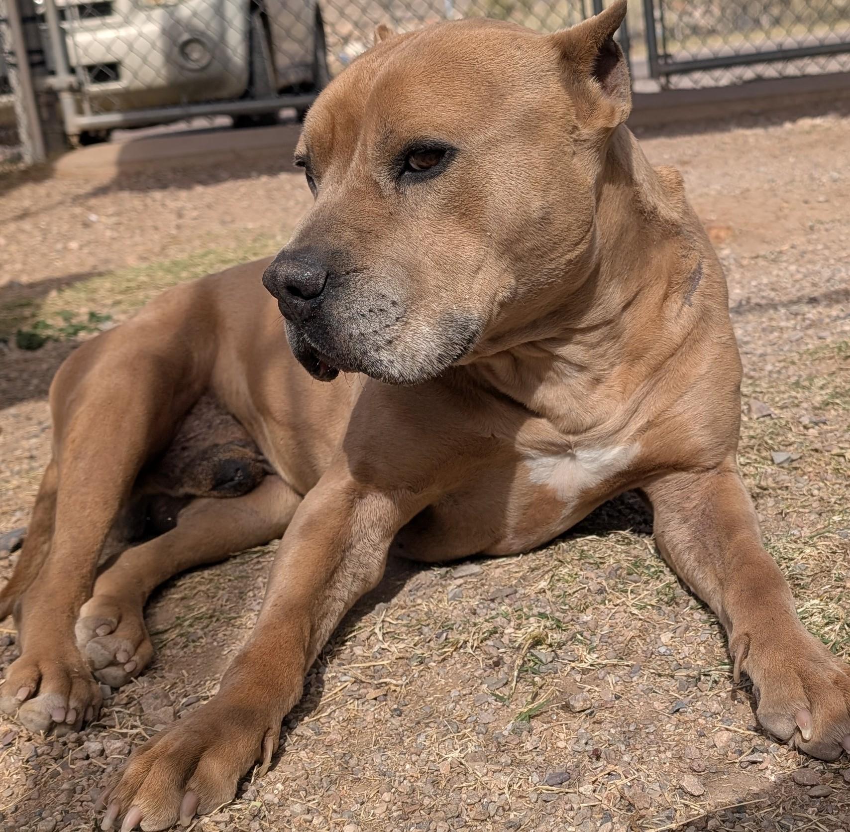 Enlarge Archie, a ADOPTABLE Pit Bull Terrier in Bisbee, AZ image 2/3