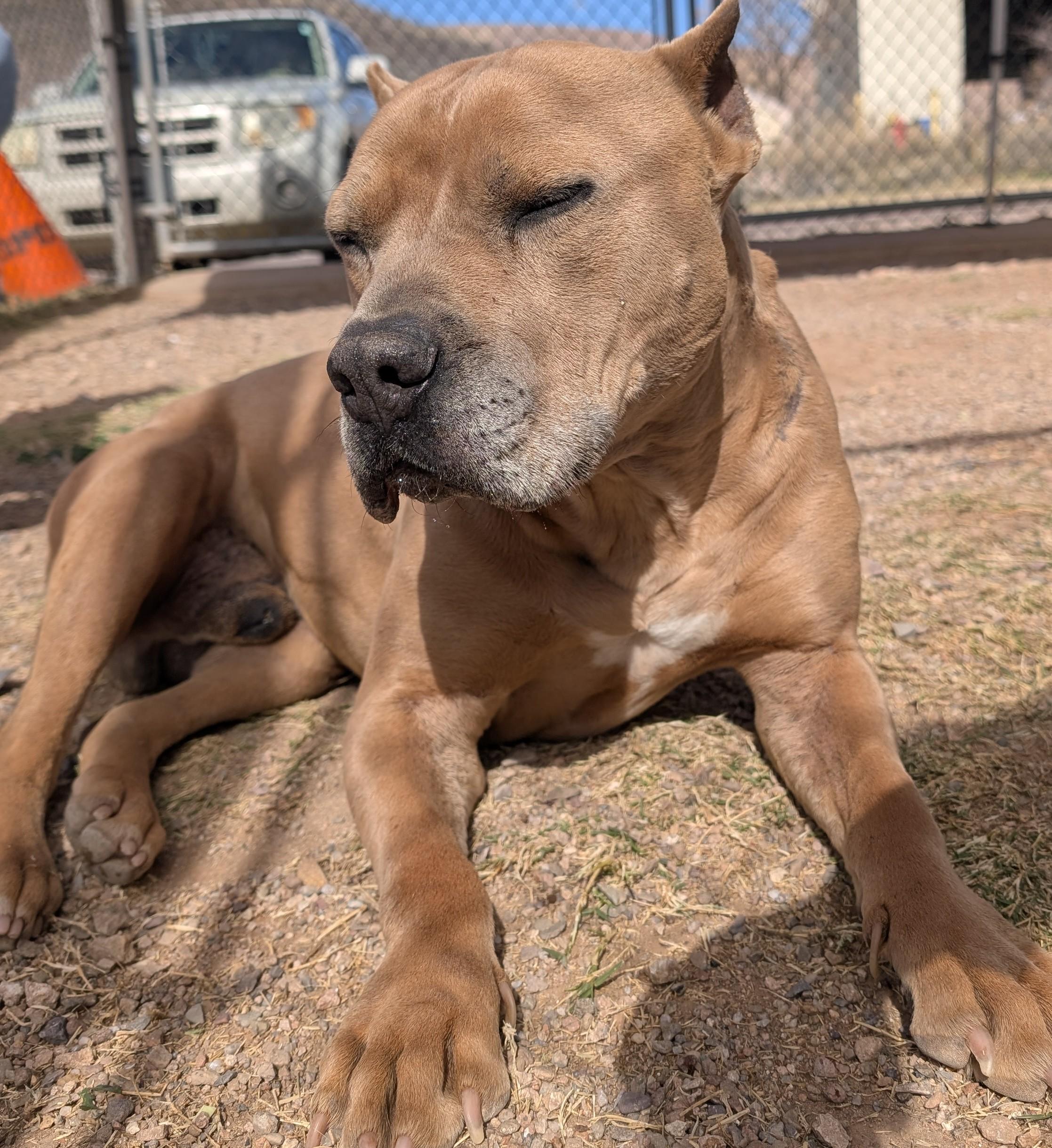 Enlarge Archie, a ADOPTABLE Pit Bull Terrier in Bisbee, AZ image 3/3