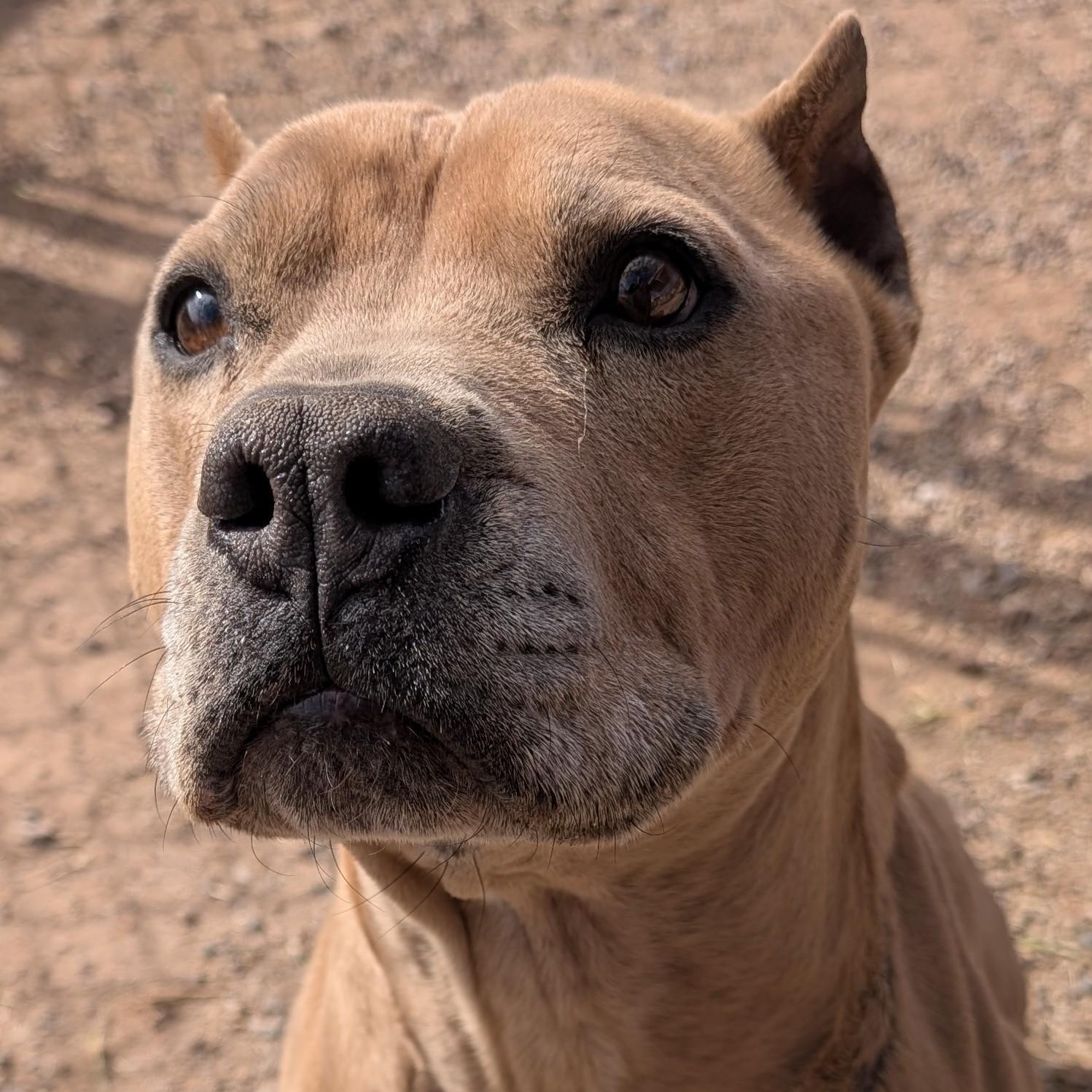 Enlarge Archie, a ADOPTABLE Pit Bull Terrier in Bisbee, AZ image 1/3