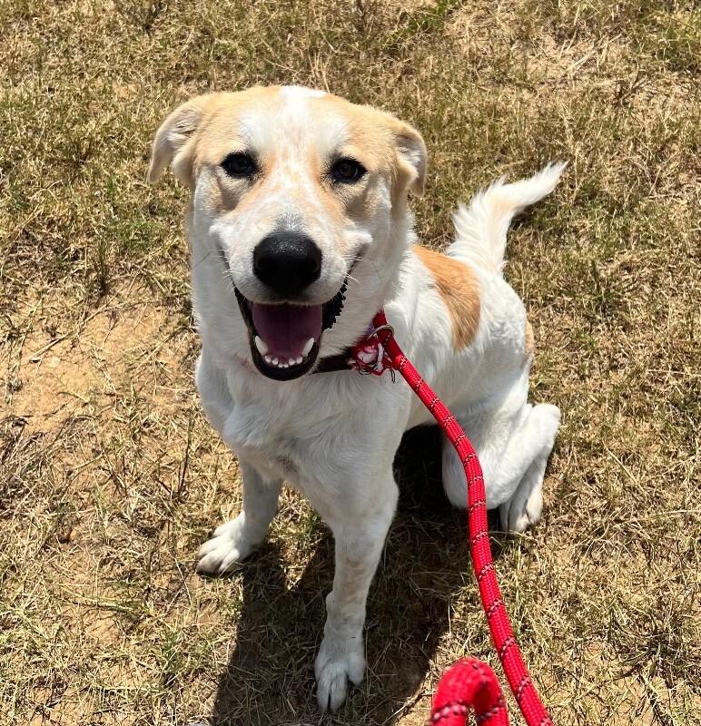 Samson, Adoptable, Adult Male Great Pyrenees & Mixed Breed.