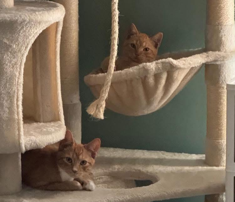 Chester and Chesney - Bonded Pair