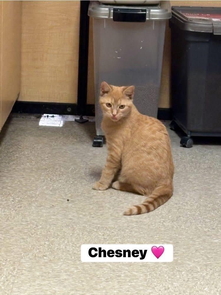 Chester and Chesney - Bonded Pair, a Adoptable Domestic Short Hair in Turnersville, NJ image 3/4