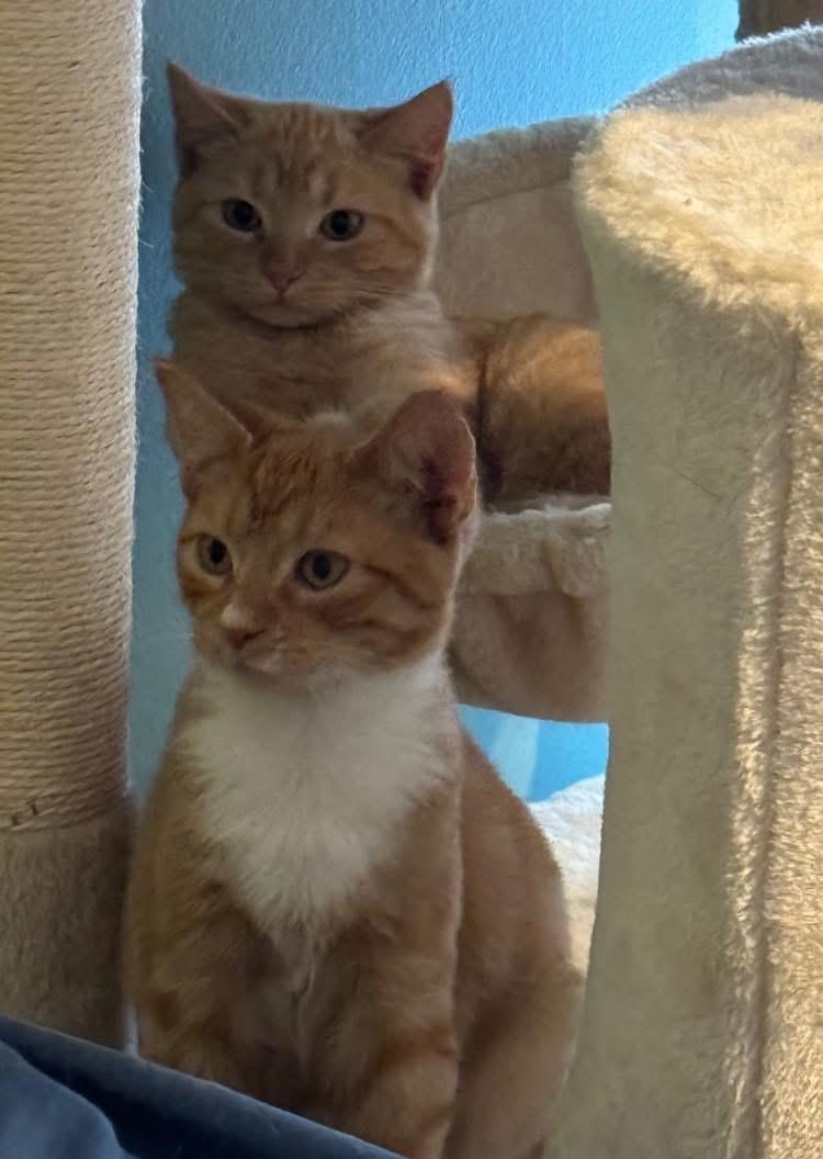 Chester and Chesney - Bonded Pair, a Adoptable Domestic Short Hair in Turnersville, NJ image 1/4