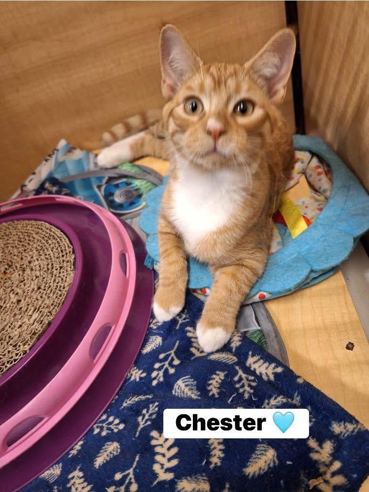Chester and Chesney - Bonded Pair, a Adoptable Domestic Short Hair in Turnersville, NJ image 4/4