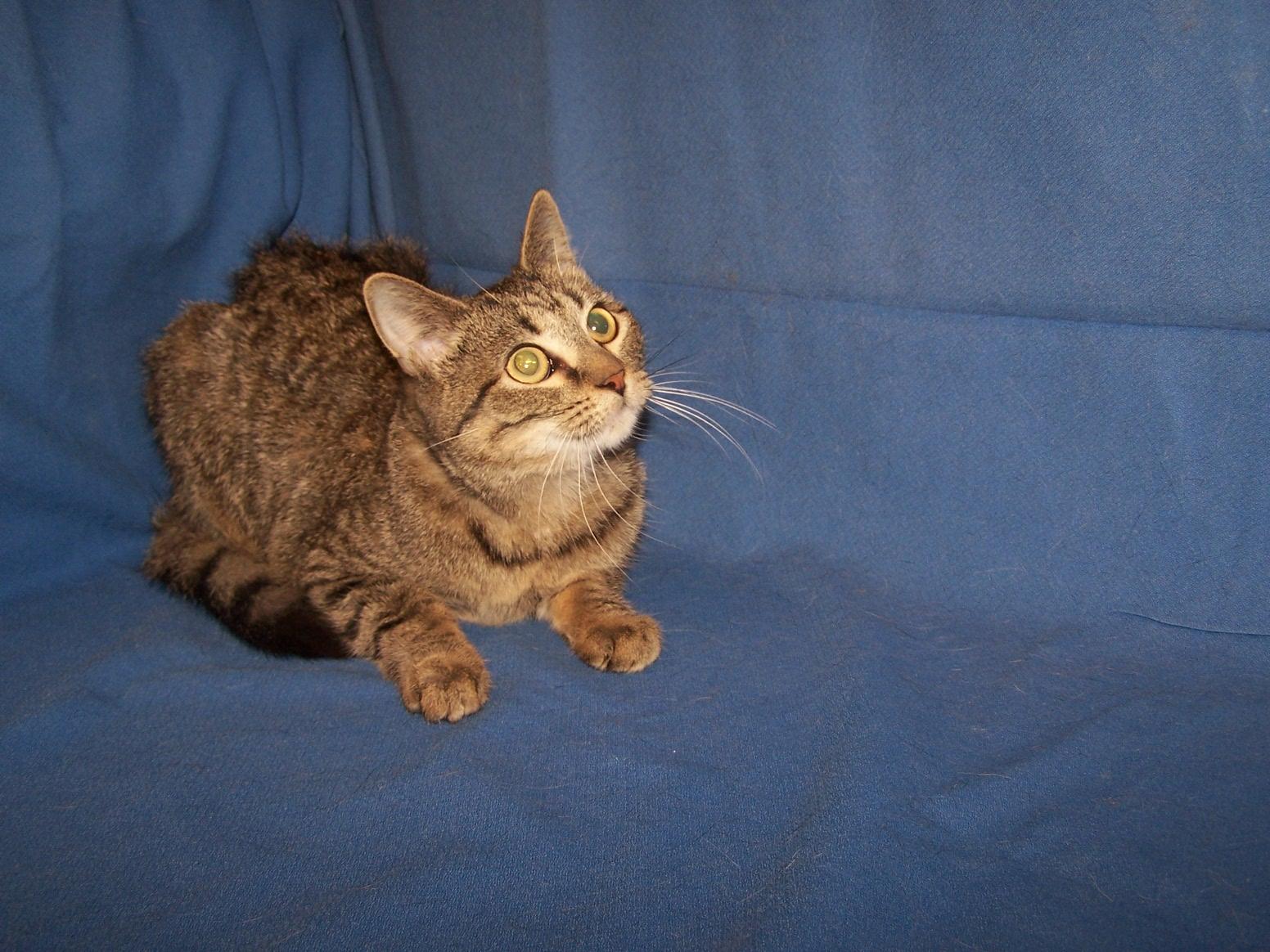 Georgia, ADOPTABLE, Young Female Domestic Short Hair.