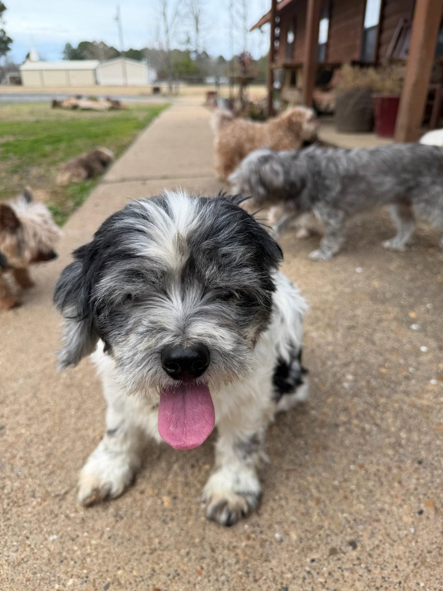Cookie, Adoptable, Senior Female Cocker Spaniel.