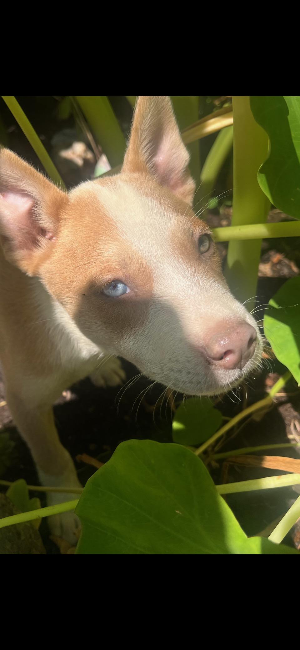 Willow (280 pup litter), Adoptable, Puppy Female Shetland Sheepdog / Sheltie.