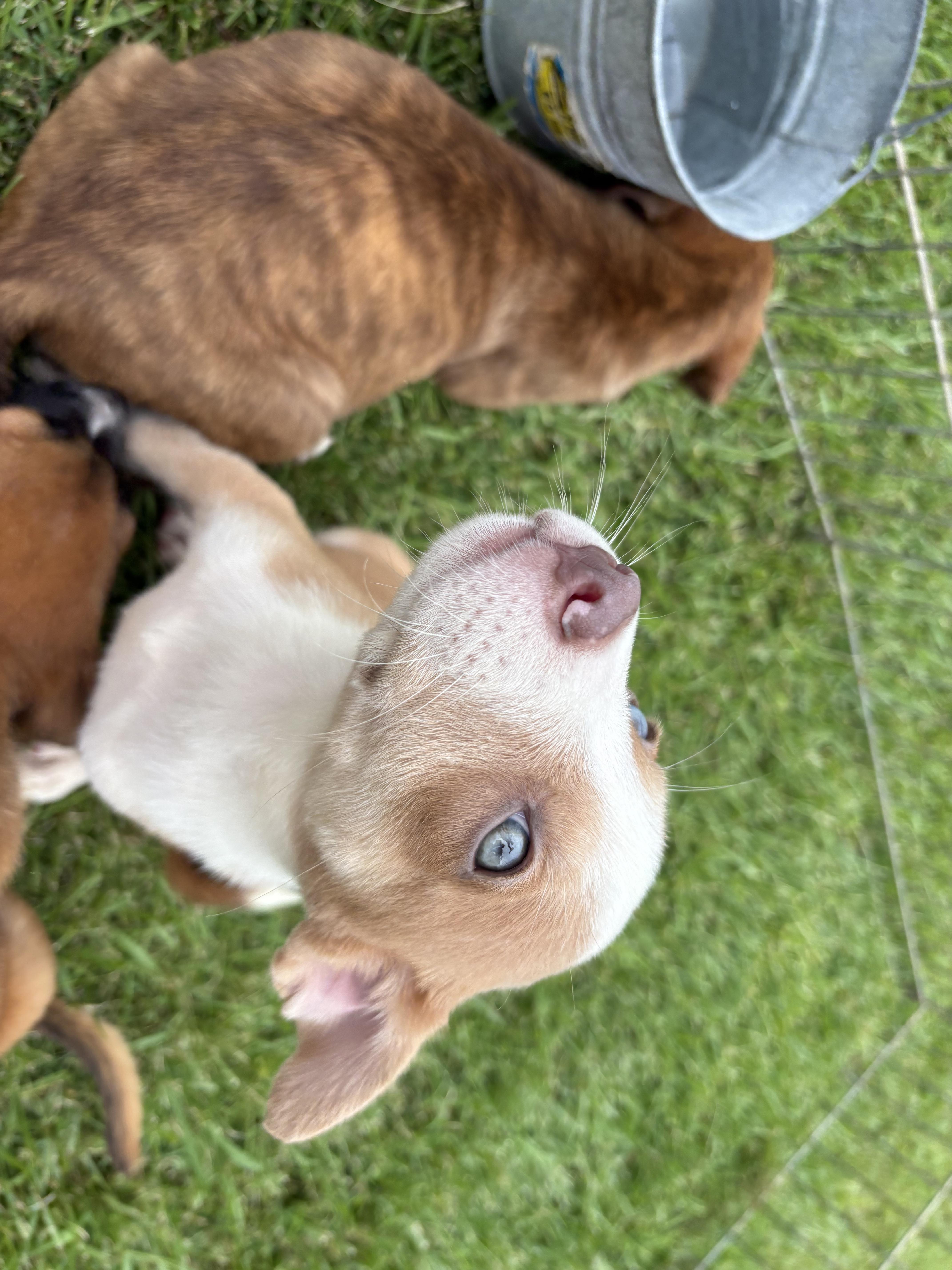 Willow (280 pup litter)