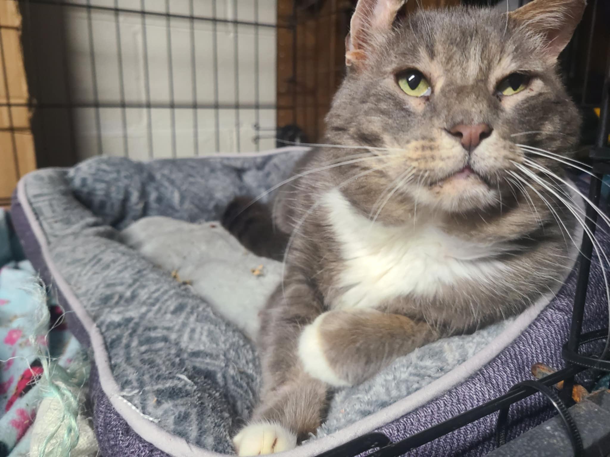 Duncan (foster to adopt), Adoptable, Adult Male Domestic Short Hair.