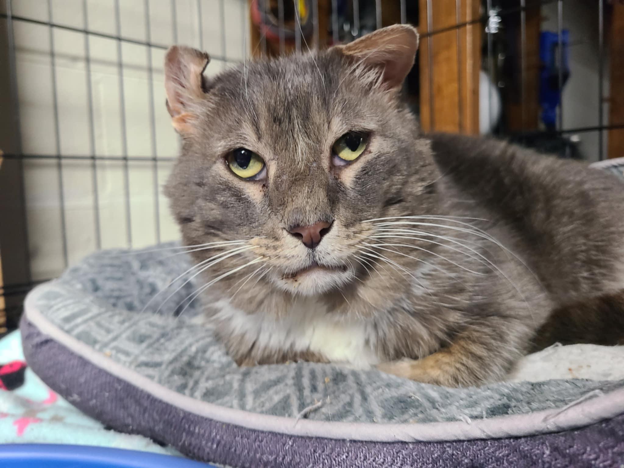 Enlarge Duncan (foster to adopt), a Adoptable Domestic Short Hair in West Lafayette, IN image 4/7