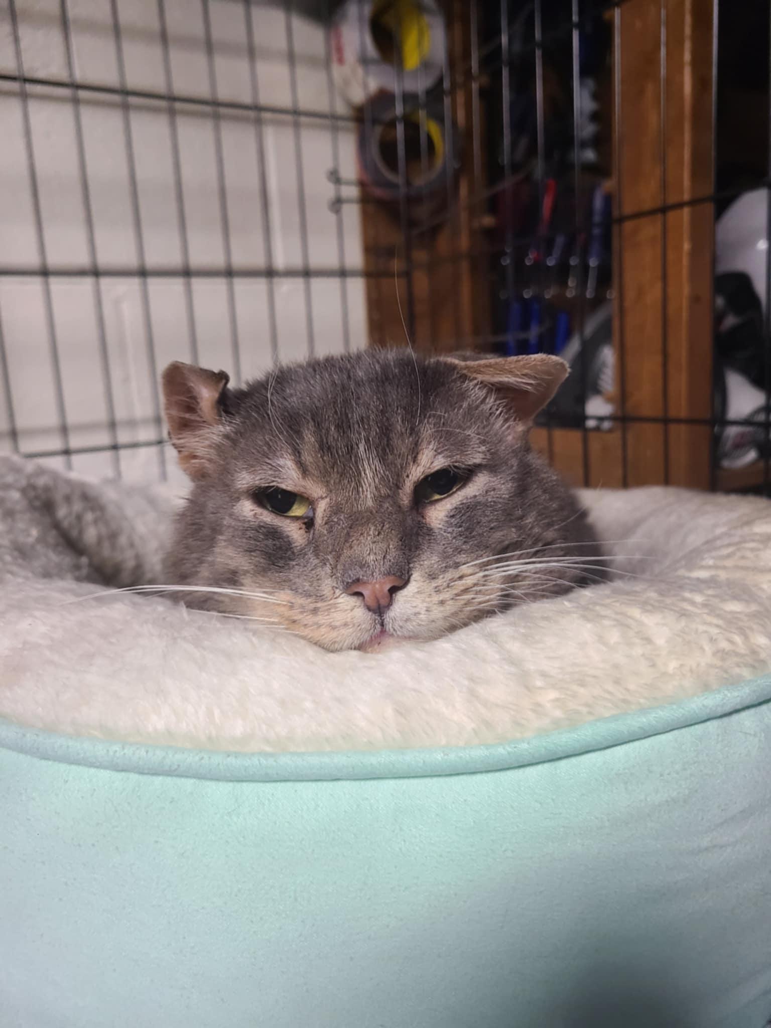 Enlarge Duncan (foster to adopt), a Adoptable Domestic Short Hair in West Lafayette, IN image 5/7