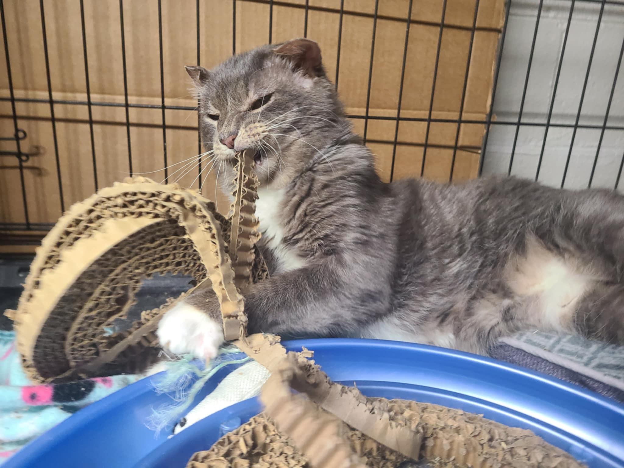 Enlarge Duncan (foster to adopt), a Adoptable Domestic Short Hair in West Lafayette, IN image 6/7