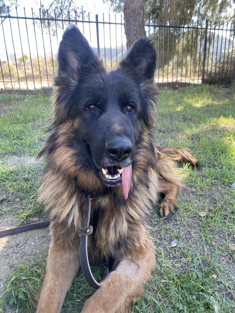 Enlarge Mona, a Adoptable German Shepherd Dog in Pasadena, CA image 2/6