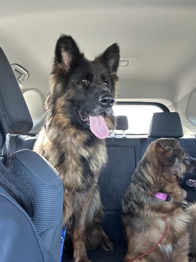 Enlarge Mona, a Adoptable German Shepherd Dog in Pasadena, CA image 3/6