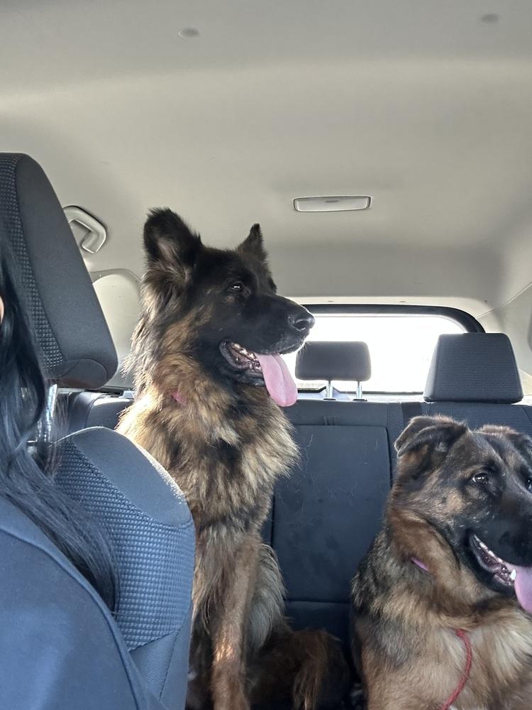 Enlarge Mona, a Adoptable German Shepherd Dog in Pasadena, CA image 4/6